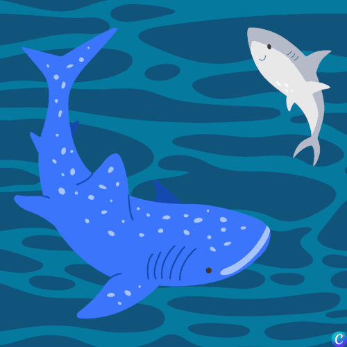 Image représentant un requin baleine et un requin blanc sous l'eau