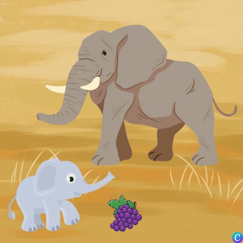 Image d'un vieil éléphant à l'air ronchon et d'un éléphanteau avec une grappe de raisin