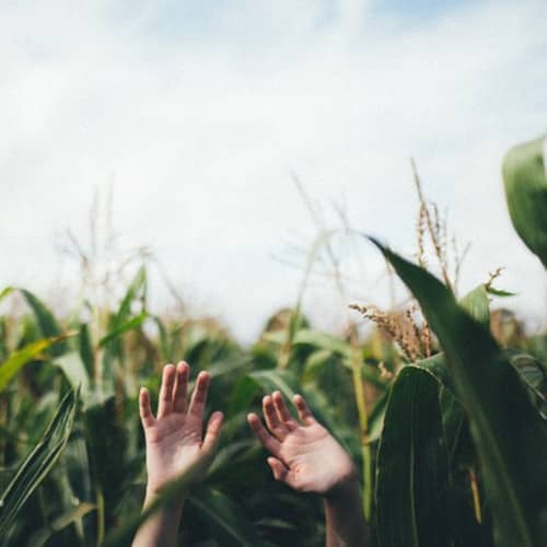 Photo d'un pique-nique sur l'herbe avec panier, livre, poire, et une corde