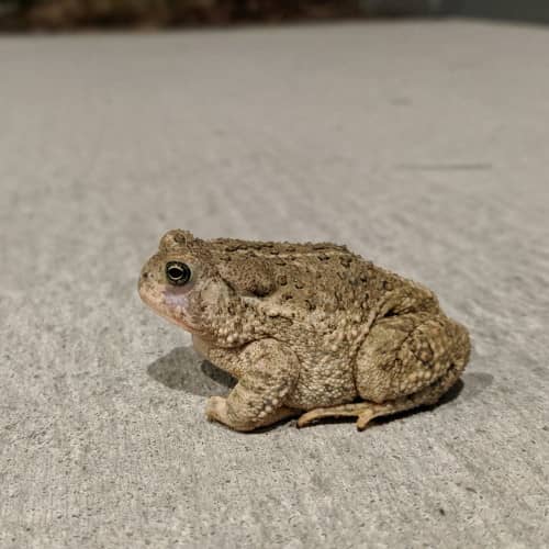 Photo d'un crapaud sur de la moquette