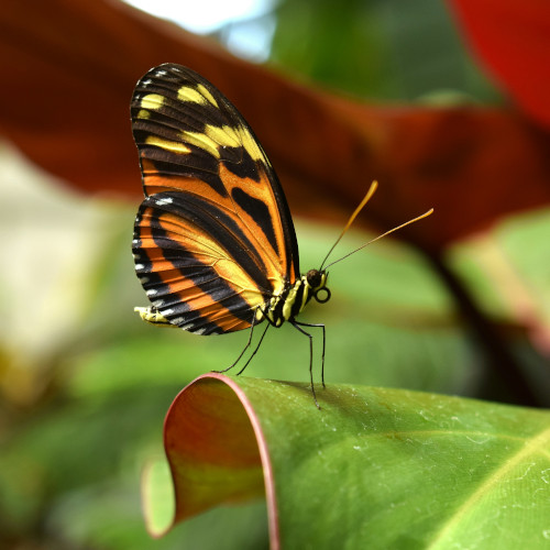 Photo d'un petit papillon