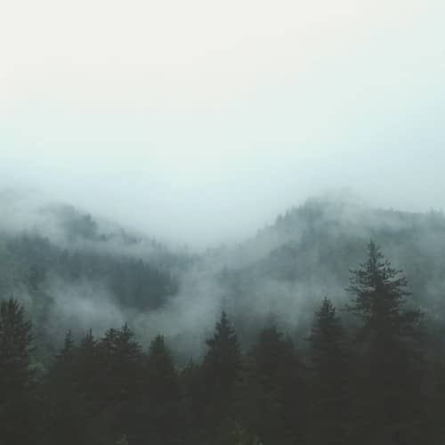 Photo d'une forêt dans le brouillard