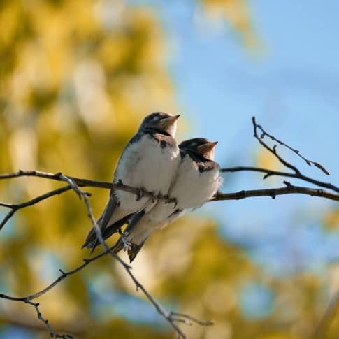 Photo de deux petits moineaux blottis sur une branche