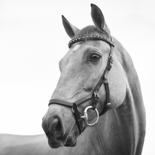 Image de la tête d'un cheval, en noir et blanc