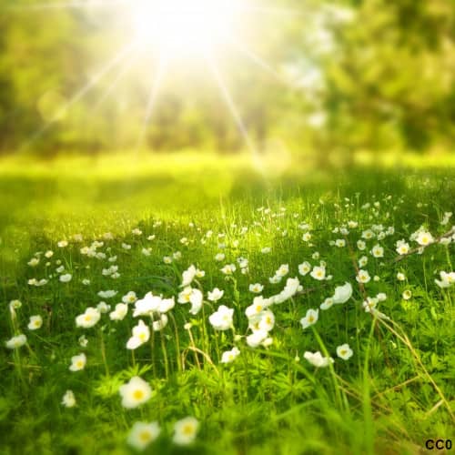 Photo d'un rayon de soleil tombant sur l'herbe