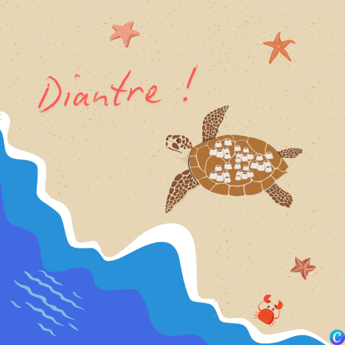 Image d'une tortue pas très contente sur la plage avec des balanes sur le dos