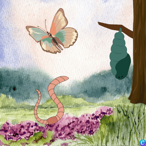 Image d'un cocon, d'un papillon, et d'un ver de terre