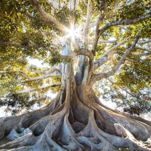 Photo d'un arbre avec beaucoup de racines et de branches