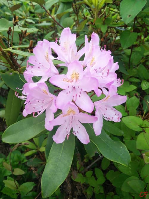 Photo de fleurs de rhododendron