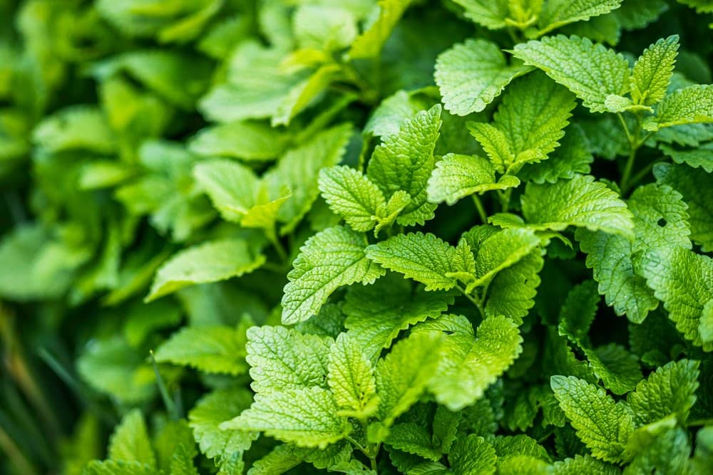 Photo de citronelle sous sa forme de plante
