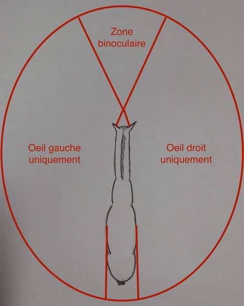 Schéma d'un cheval vu de dessus avec des traits indiquant son champs de vision : sur les côtés mais pas juste derrière lui, devant lui sauf juste devant lui