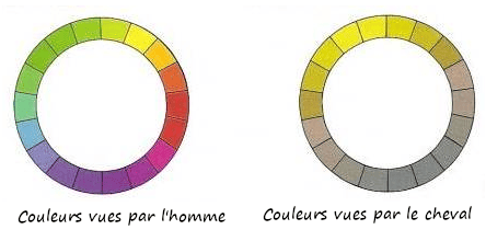 Schéma de deux cercles colorés : l'un représentant les couleurs vues par l'homme, l'autre les couleurs vues par le cheval qui sont principalement jaune et marron