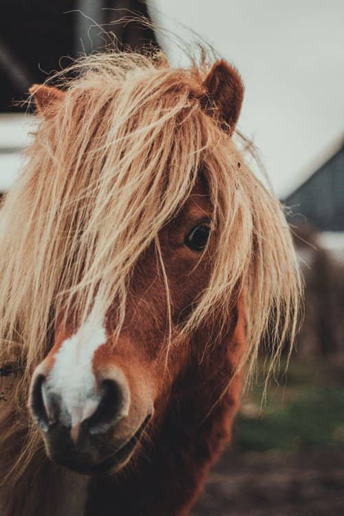 Photo d'une tête de poney un peu foufou