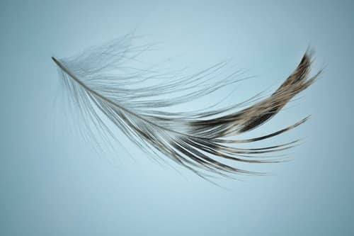 Photo d'une plume voletant
