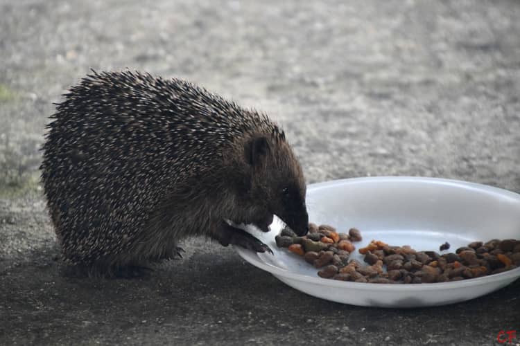 Photo d'un hérisson avec les pattes sur une assiette de croquettes