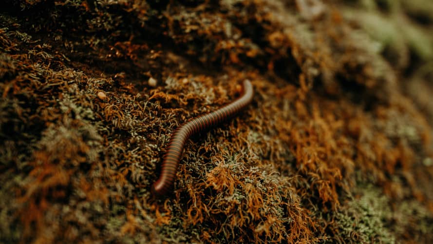 Photo d'un ver de terre dans la nature