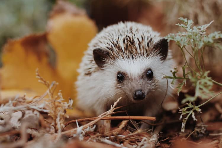 Photo d'un choupisson mignon dans la nature
