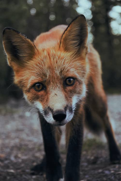 Photo d'un renard qui nous regarde d'un air curieux