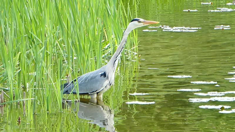 Photo d'un héron cendré debout les pieds dans l'eau d'un lac