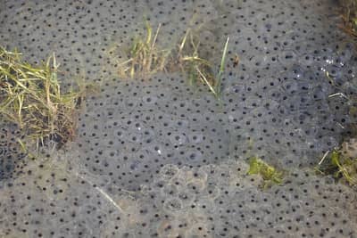 Photo d'une grappe d'oeufs de grenouilles