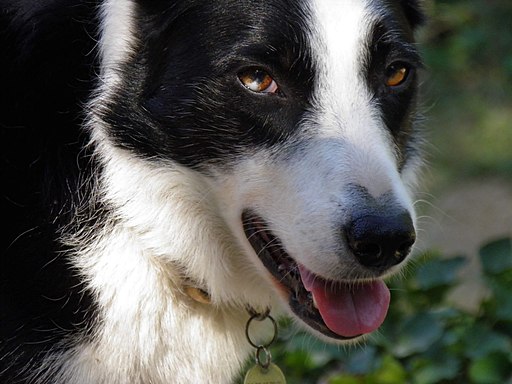 Photo d'une tête de chien
