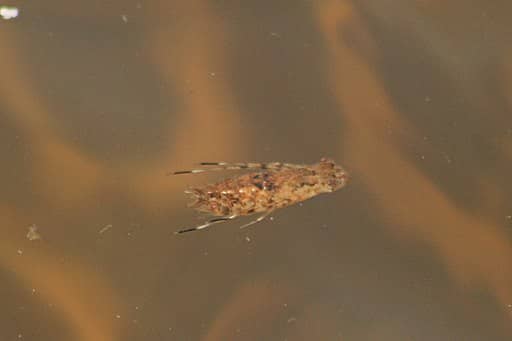 Photo d'une bestiole inconnue dans l'eau