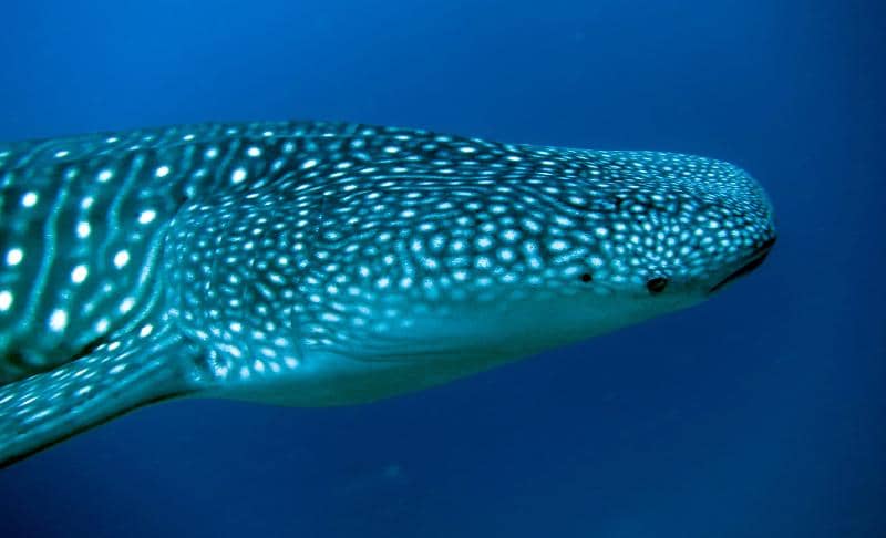 Photo d'un requin baleine