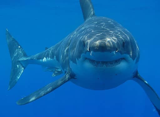 Photo d'un grand requin blanc