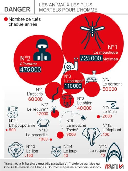 Infographie des animaux les plus mortels pour l'homme