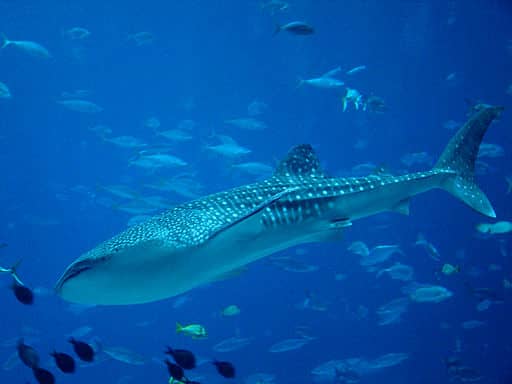 Photo d'un requin baleine