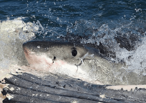 Requin croquant dans une carcasse de baleine, yeux ouverts