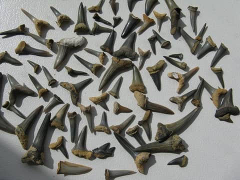 Photo de dents de requins