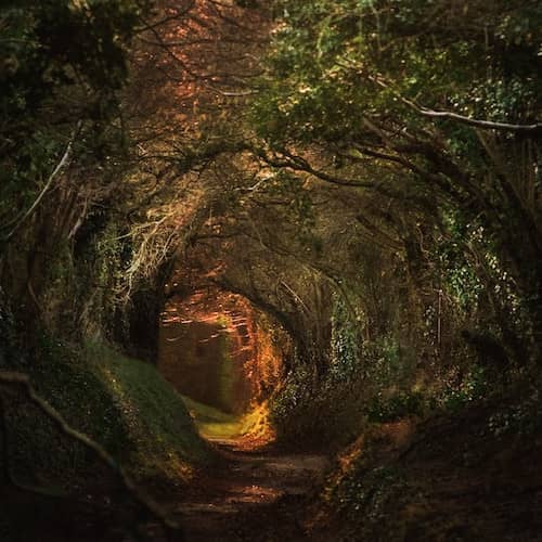Photo d'une forêt mystérieuse, avec comme un tunnel dans les arbres, en automne