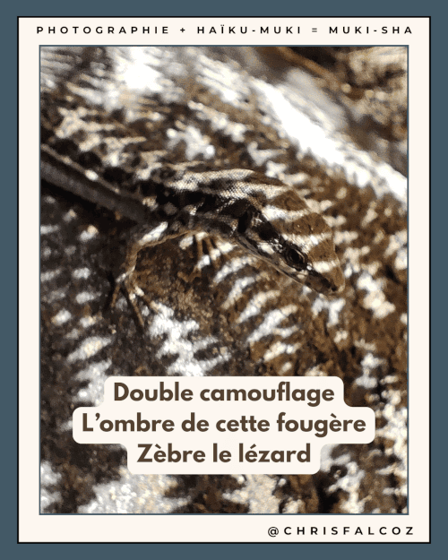 Photo d'un lézard rayé par l'ombre d'une fougère