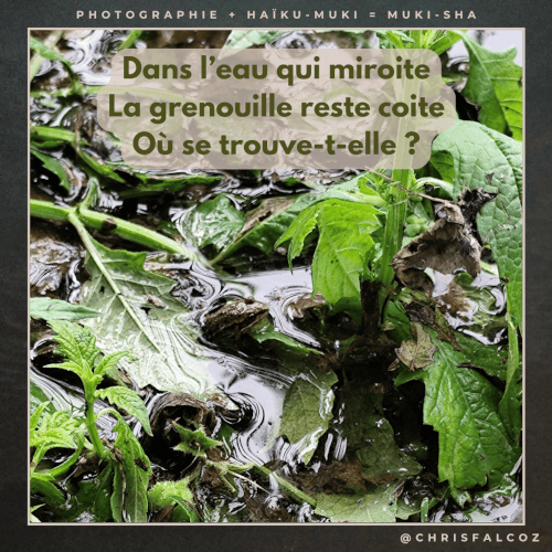 Photo de la tête d'une petite grenouille qui se fond un peu dans l'eau pleine de reflets