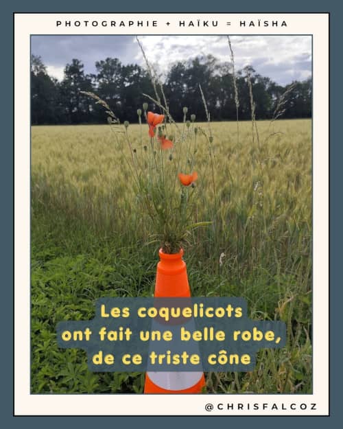 Photo de coquelicots sortant d'un cône de signalisation au bord d'un champ