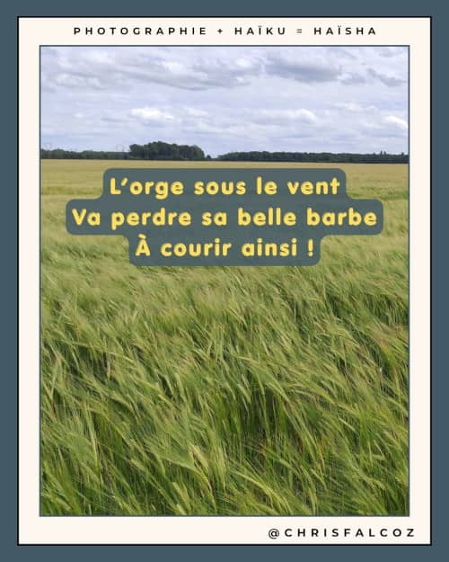 Photo d'un champs d'orge plié par le vent, donnant l'impression que les épis courent