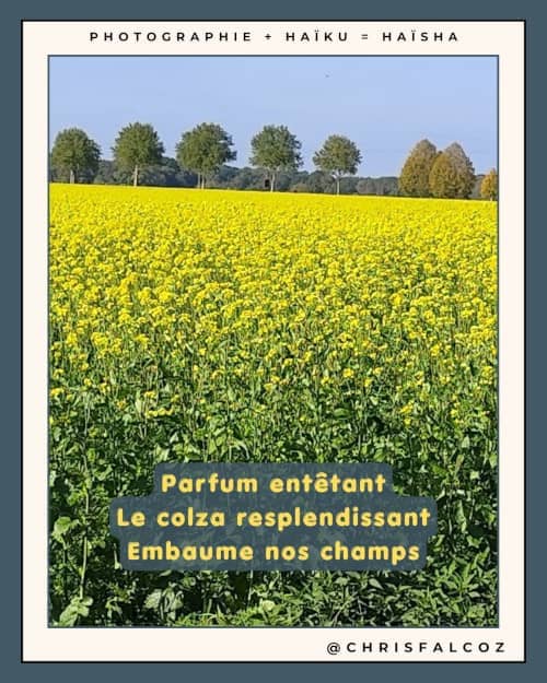 Photo d'un champs de colza