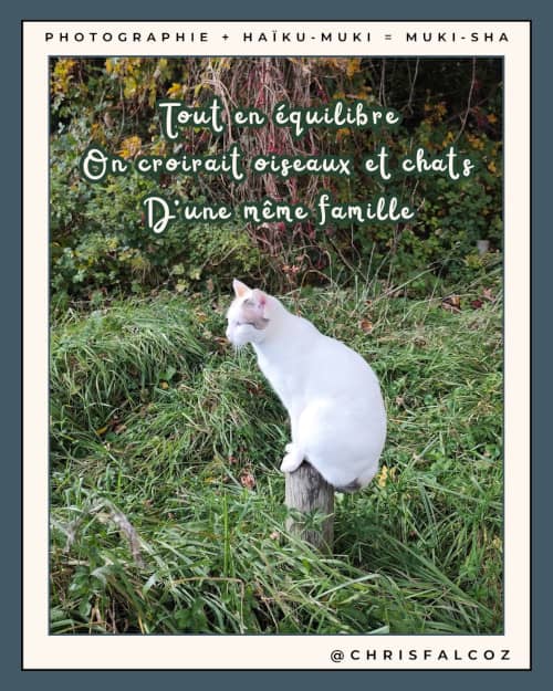 Photo d'un chat perché sur un poteau